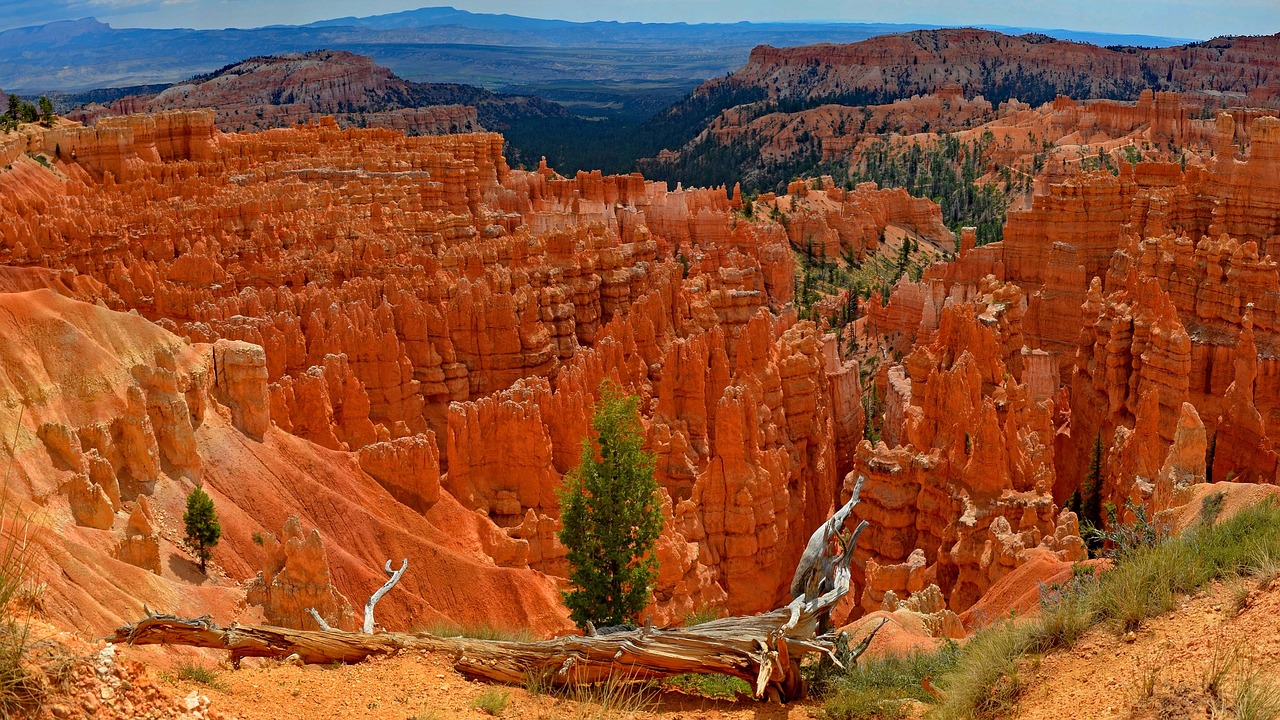 Image - usa bryce canyon root