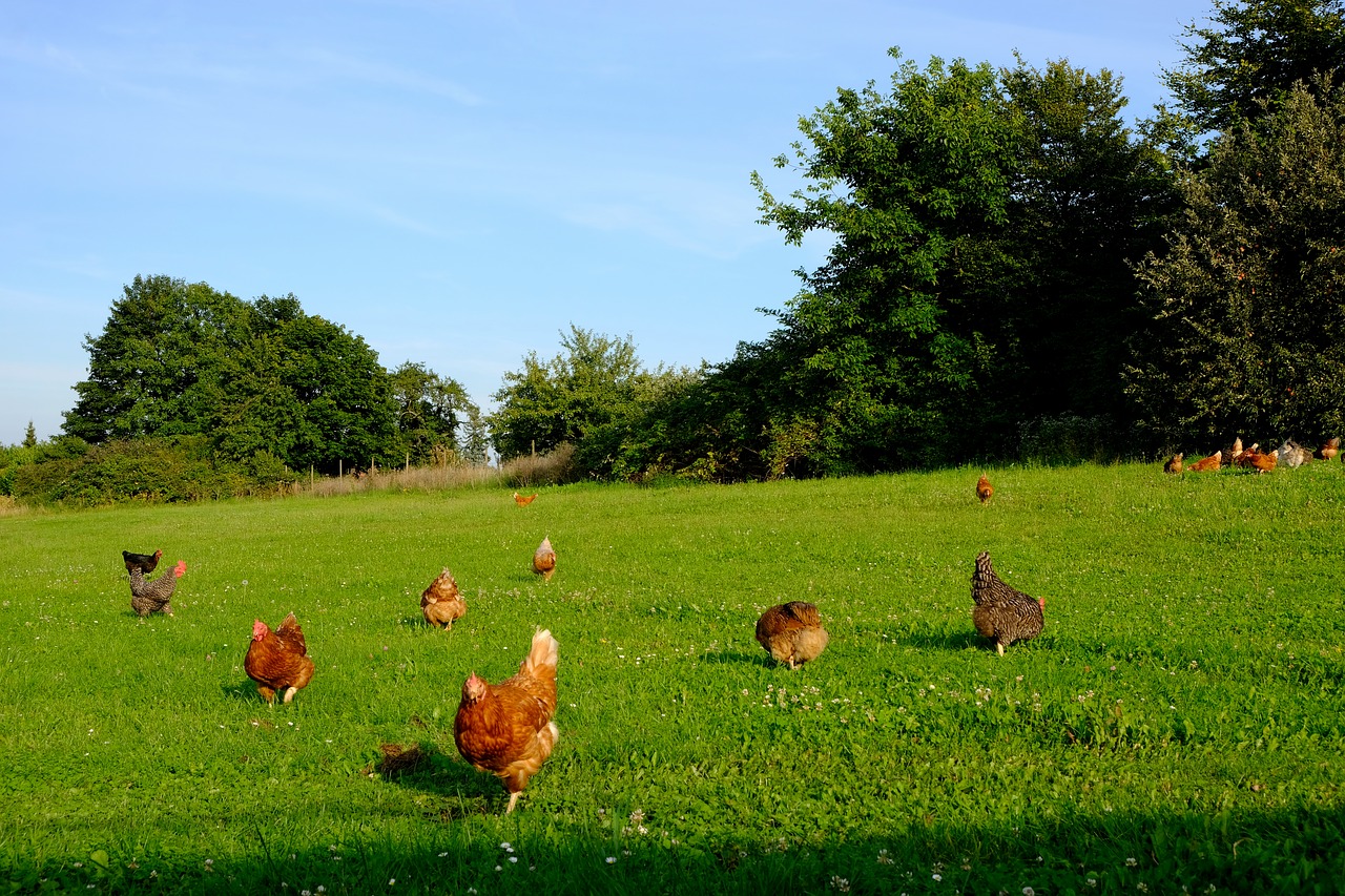 Image - chickens poultry animal happy hens