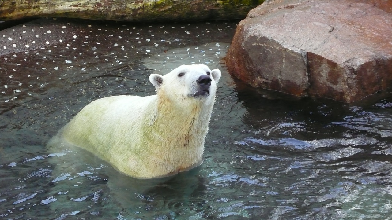 Image - polar bear white bear aquarium