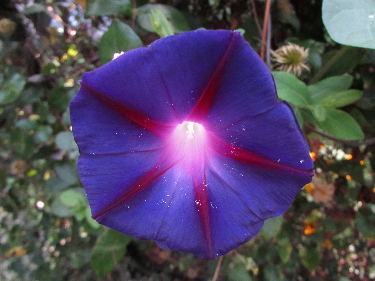 Image - morning glory flower purple morning