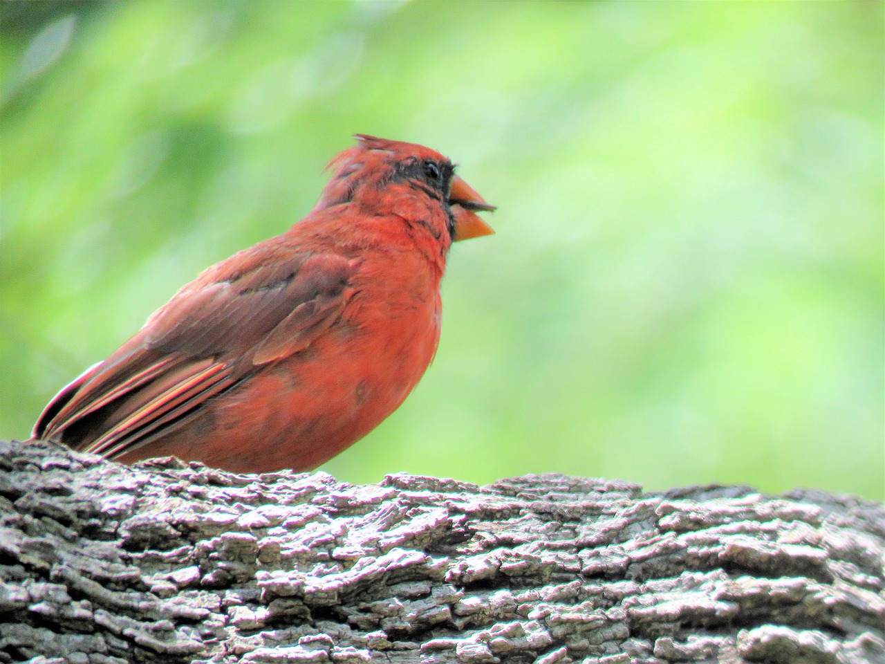 Image - bird red bird song bird cardinal