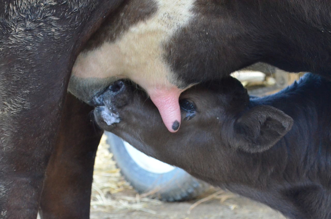 Image - puppies cow