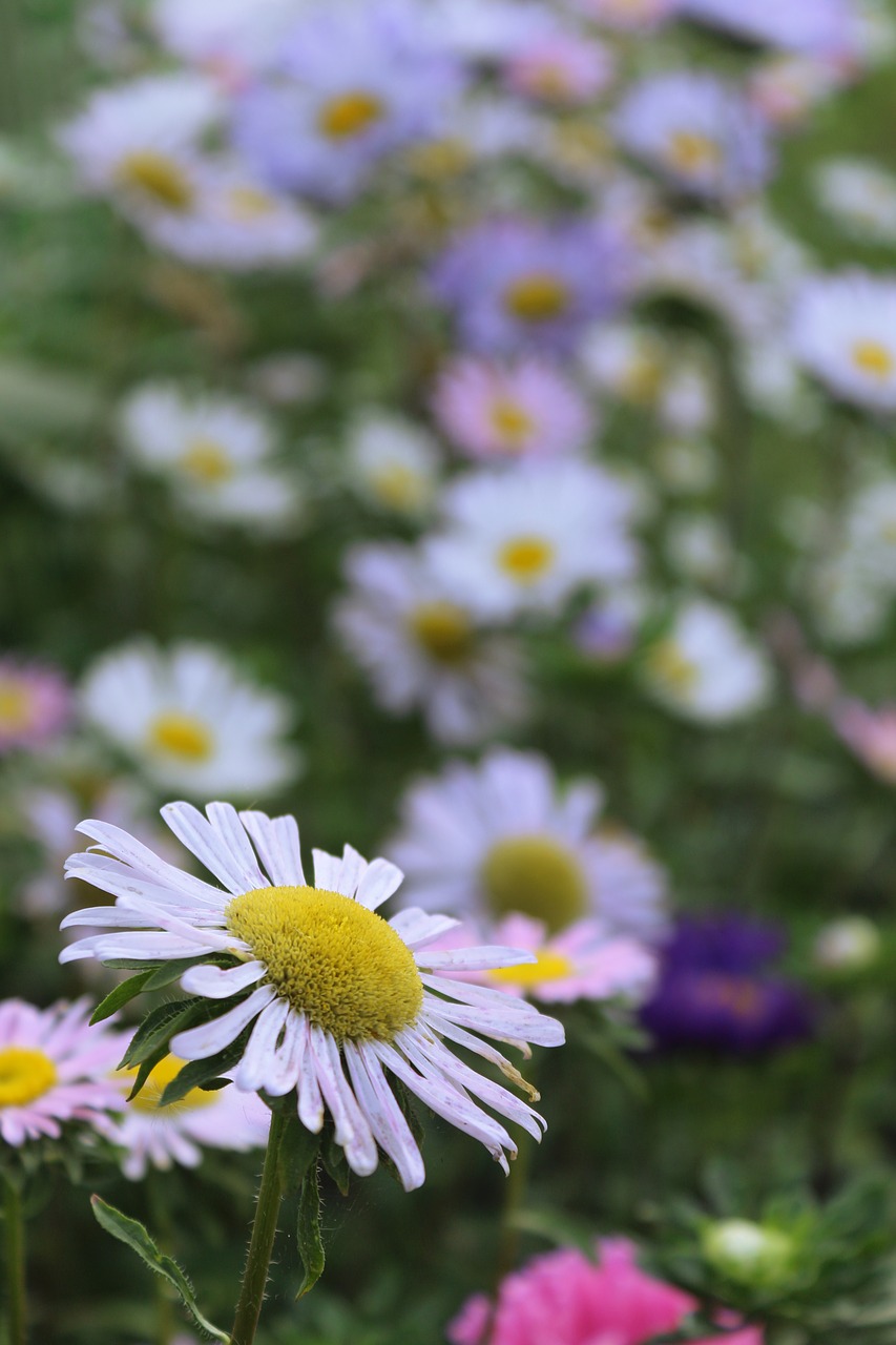 Image - asters flowers astra flower plant