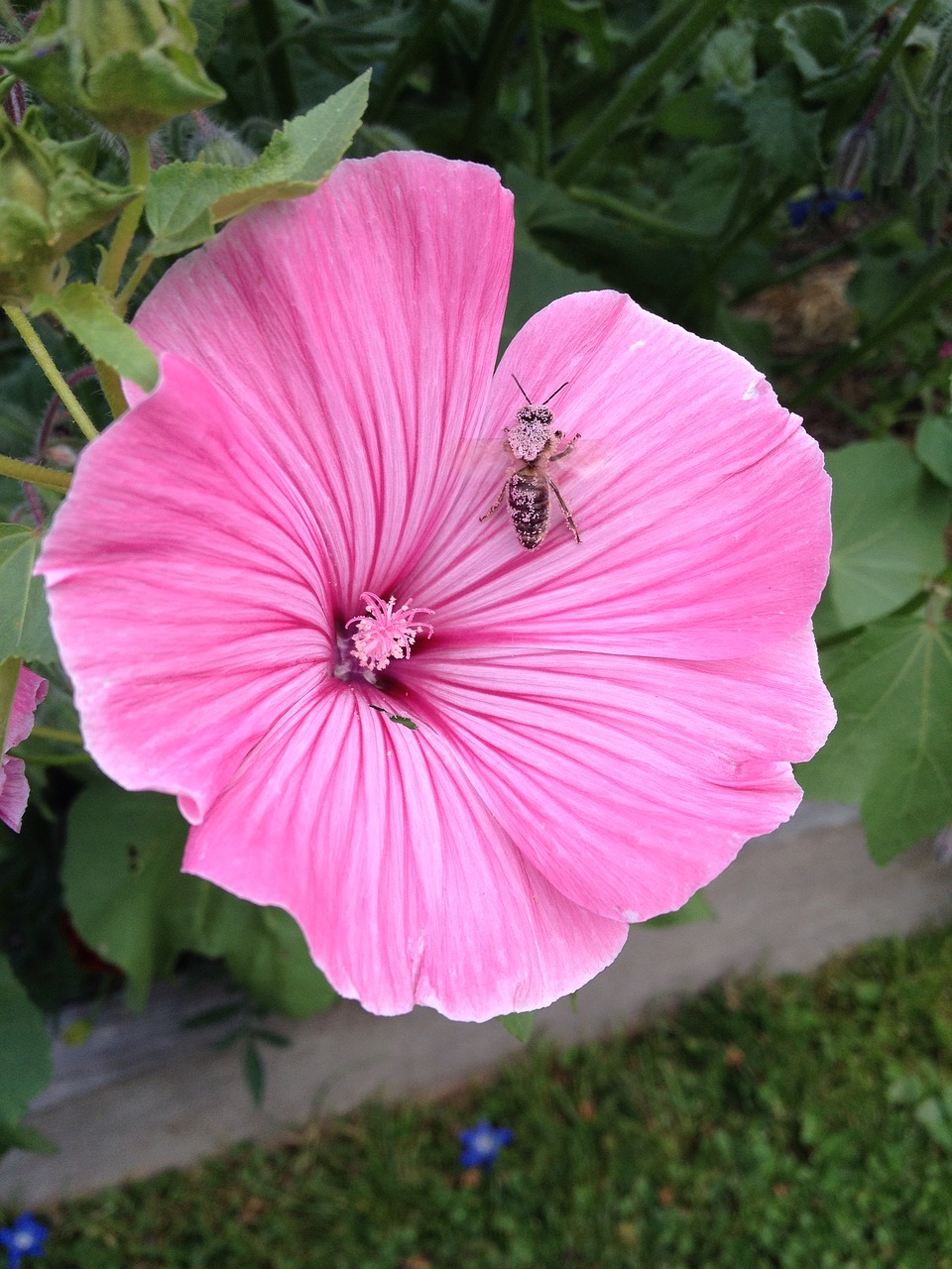 Image - lavatera flower insect tigist