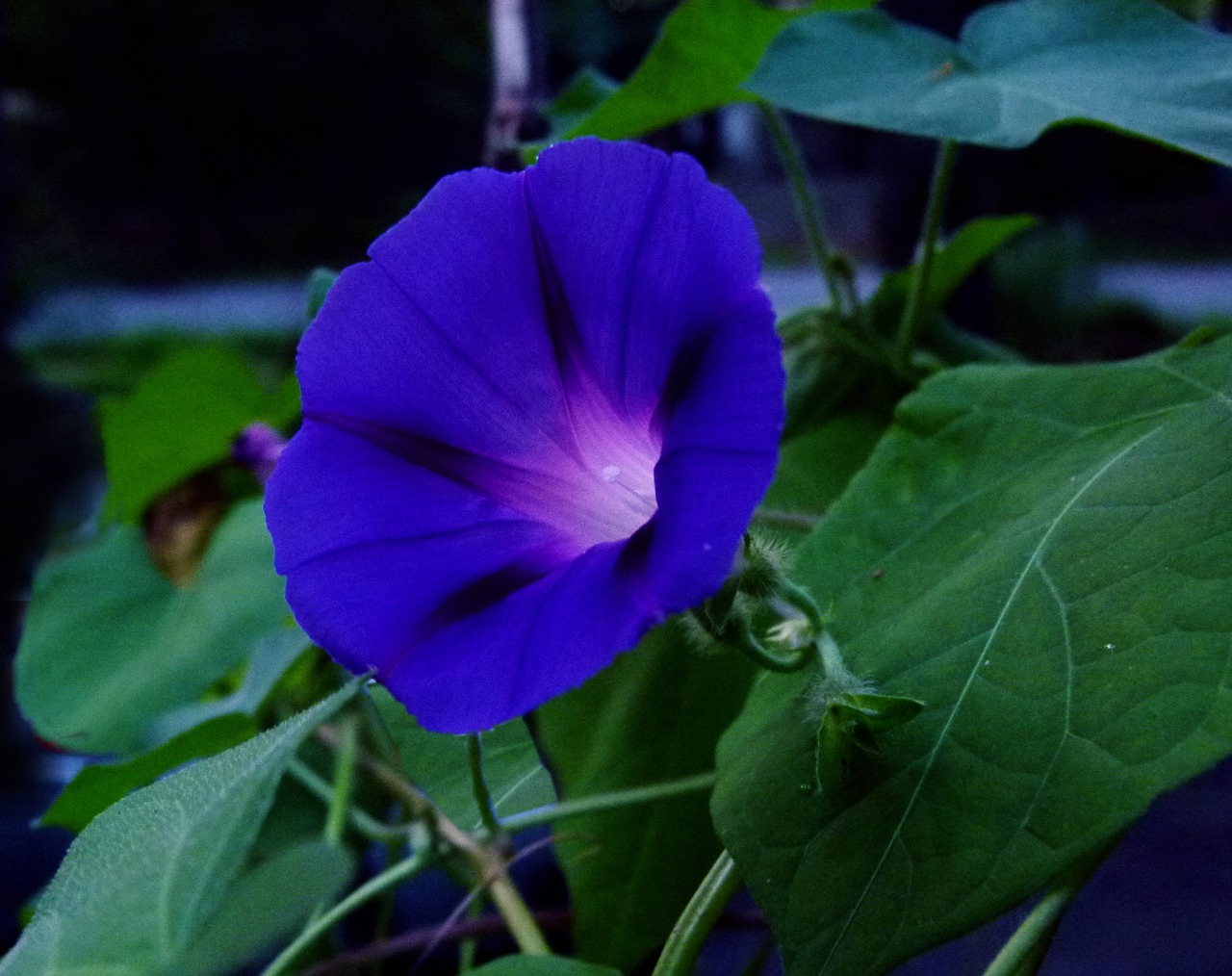 Image - morning glory blue flower morning