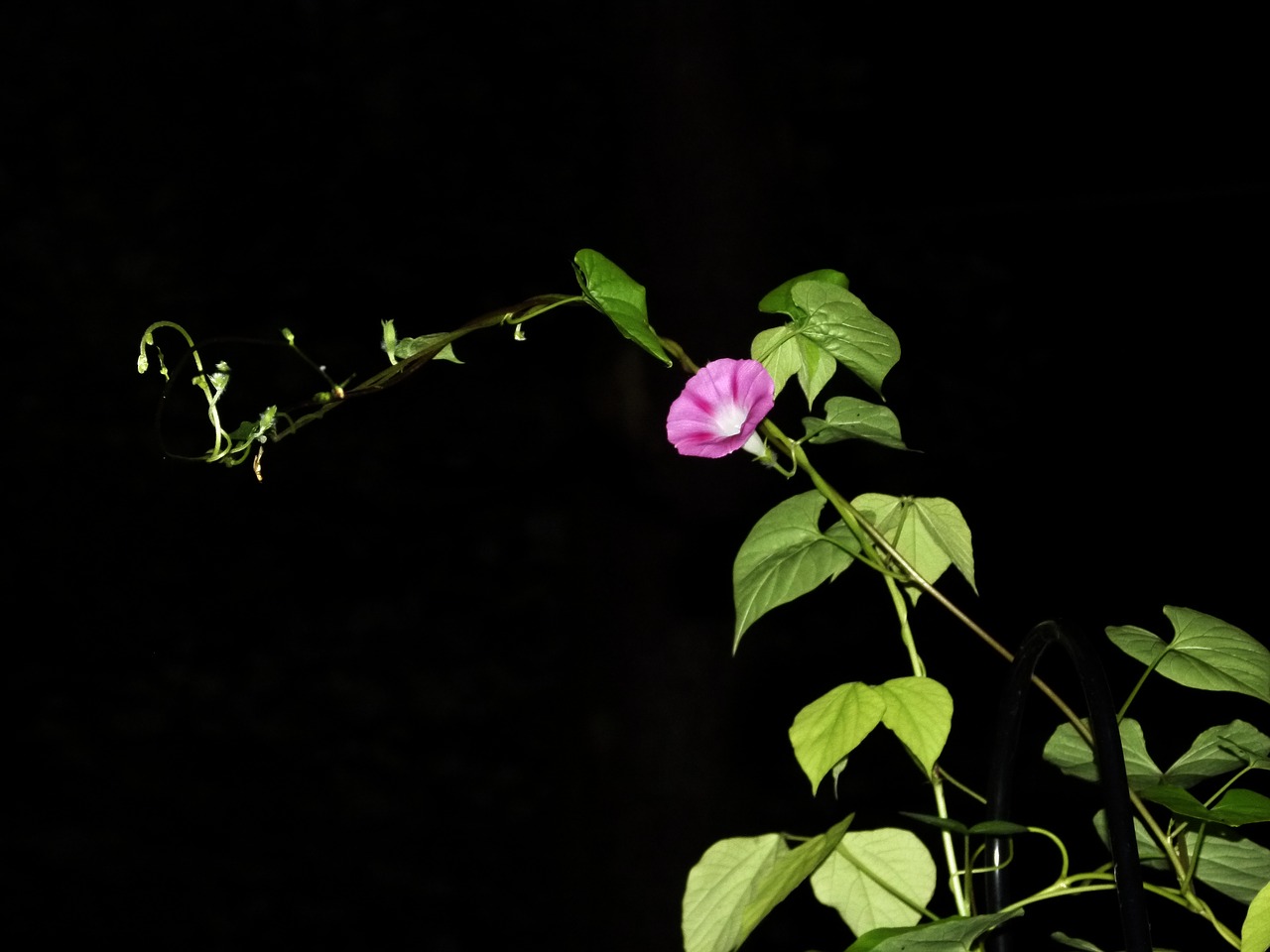 Image - morning glory blue flower morning