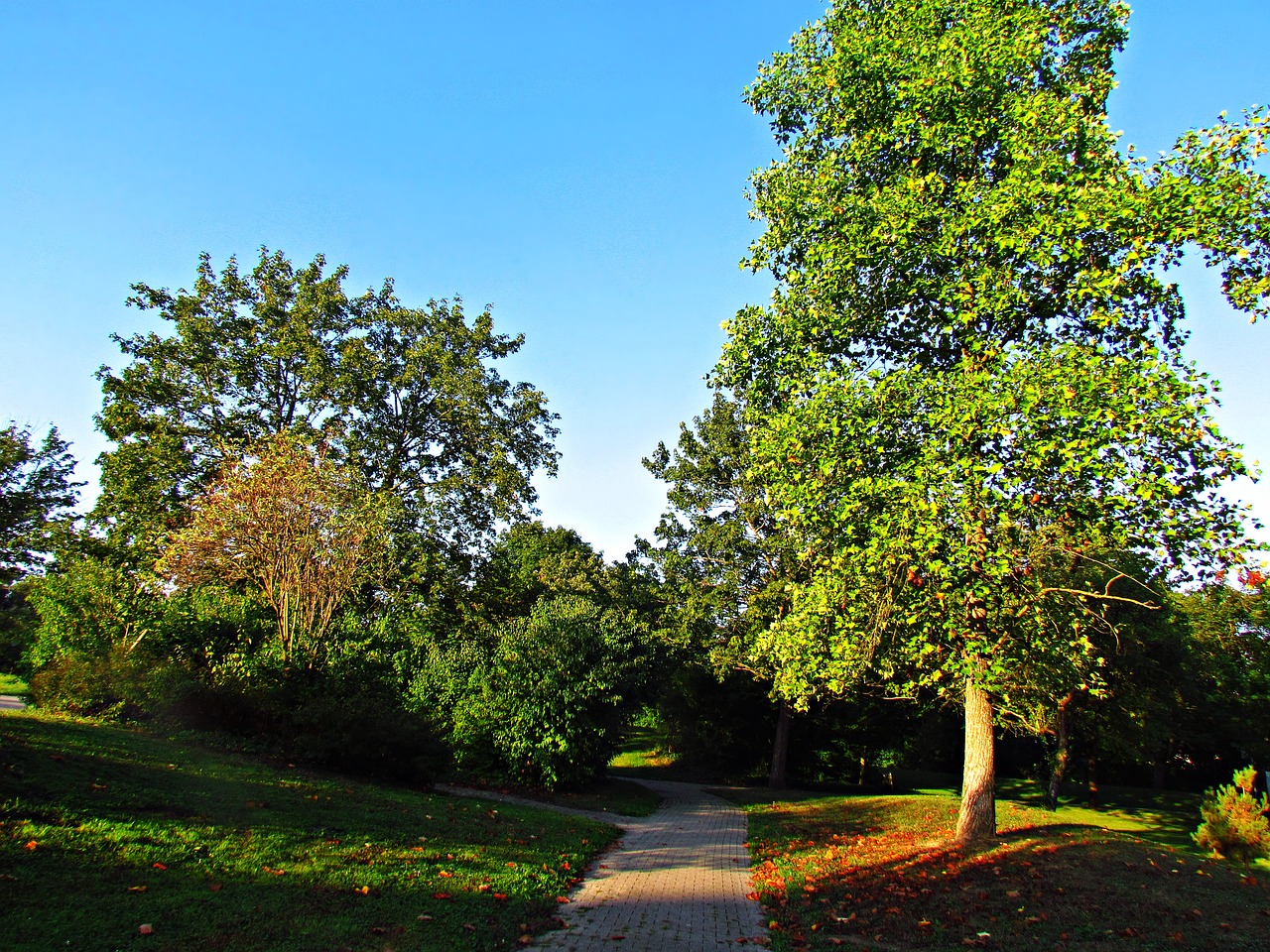 Image - park autumn tree foliage spacer