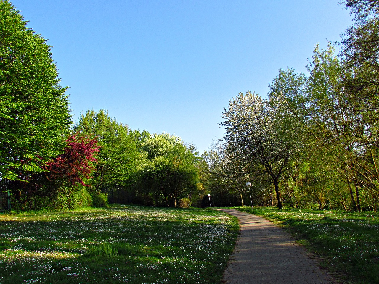 Image - park alley spring tree nature