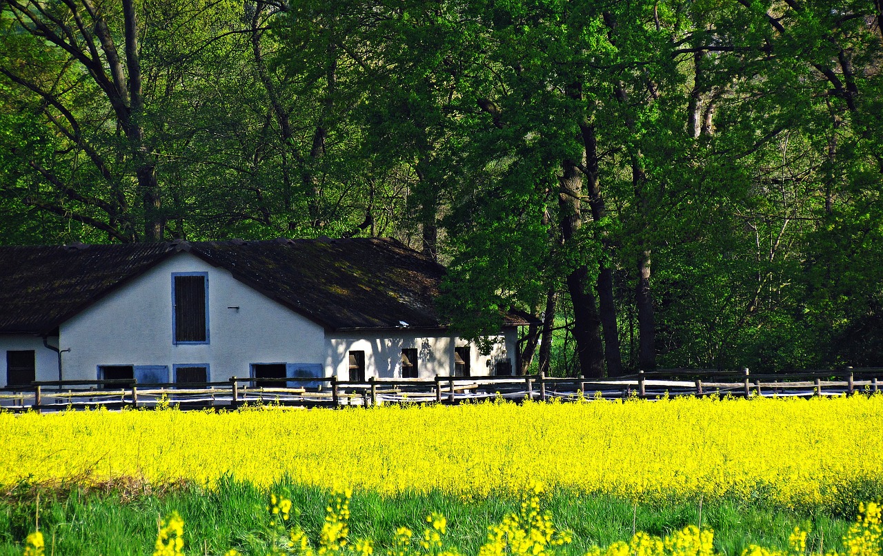 Image - house cottage white lupine field