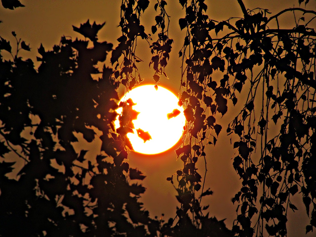 Image - the sun tree west foliage shadow