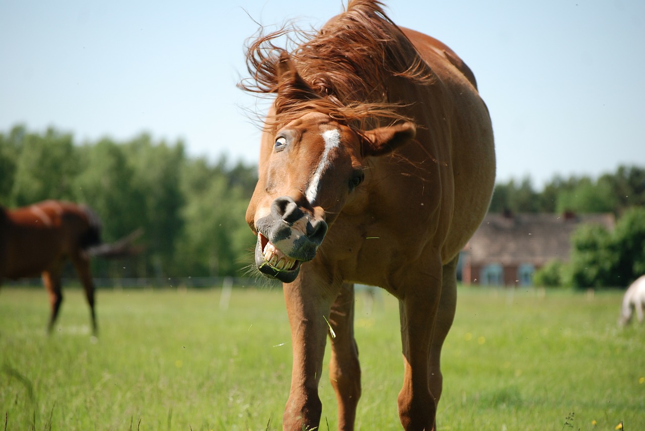 Image - the horse pasture land meadow horse