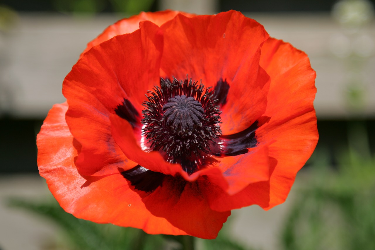 Image - flower garden bouquet nature