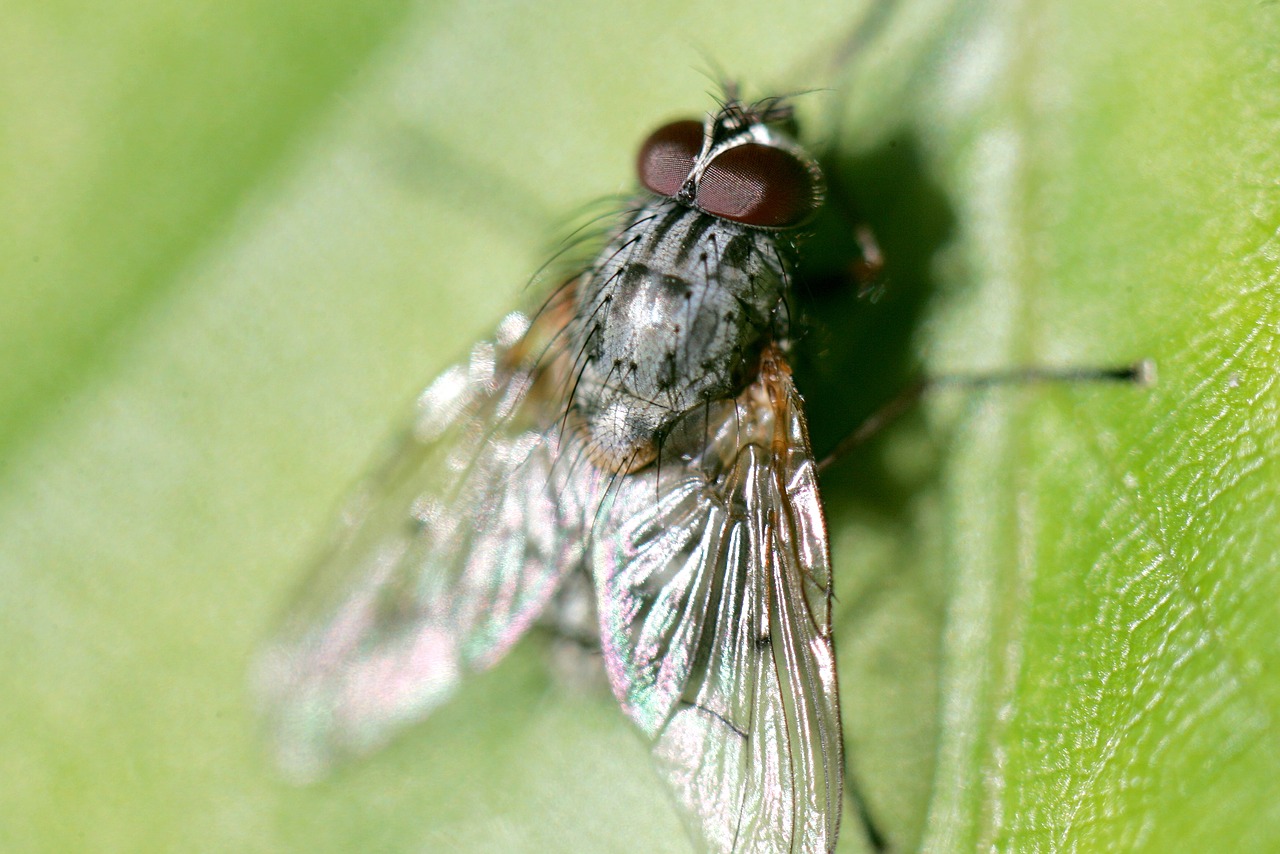 Image - fly meat fly garden nature animals