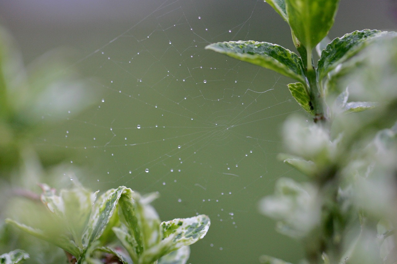 Image - nature web spin bug macro