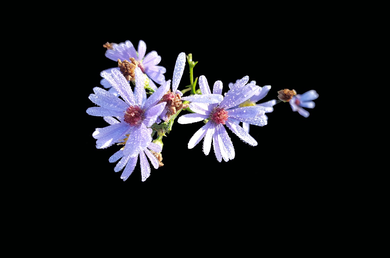 Image - symphyotrichum laeve smooth aster