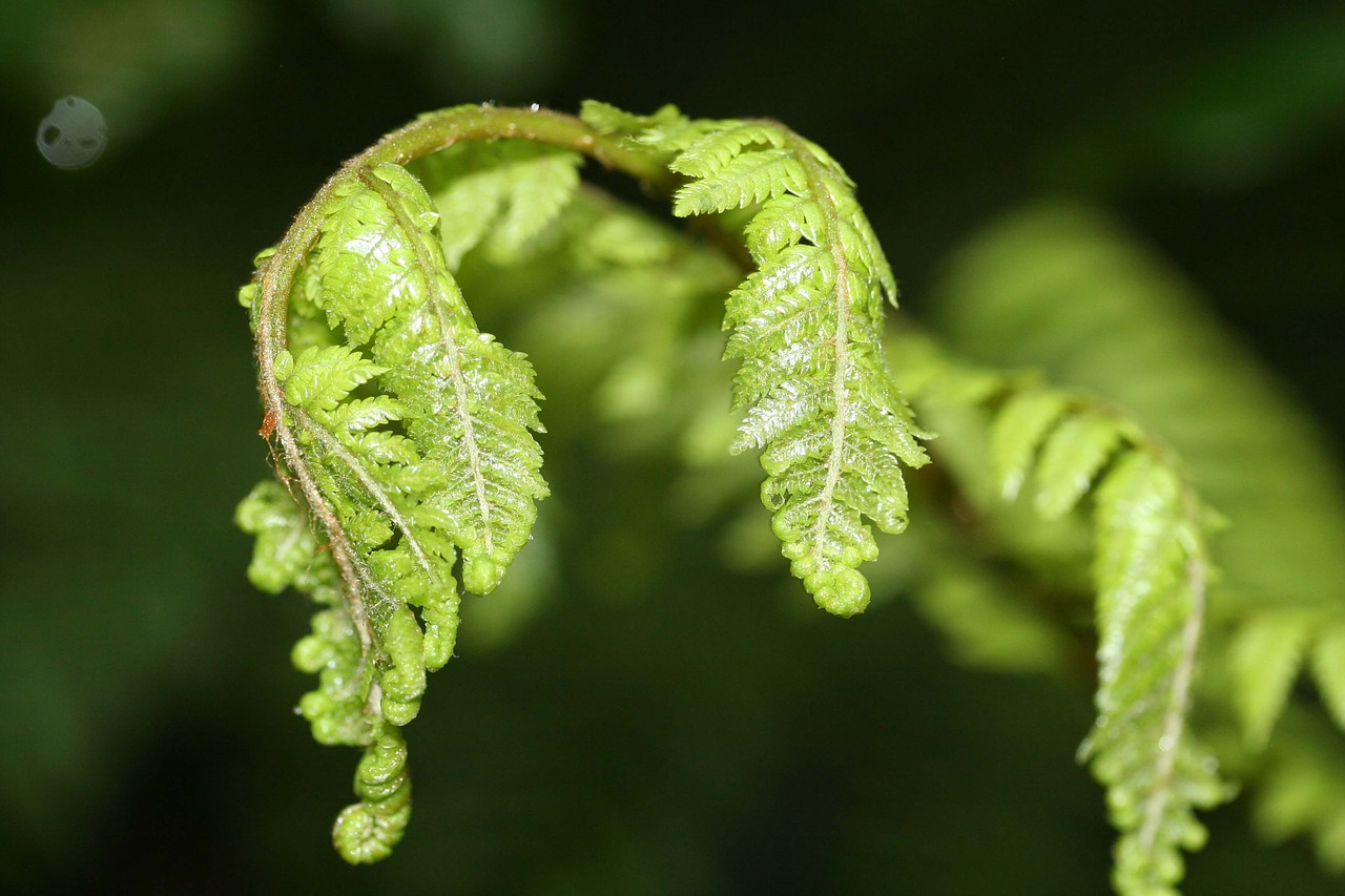 Image - fern unfurling green leaf young