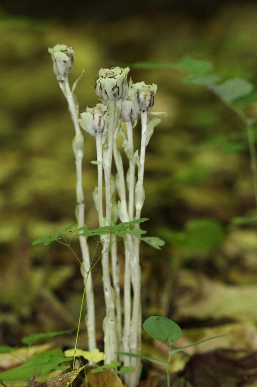 Image - monotropa uniflora ericaceae