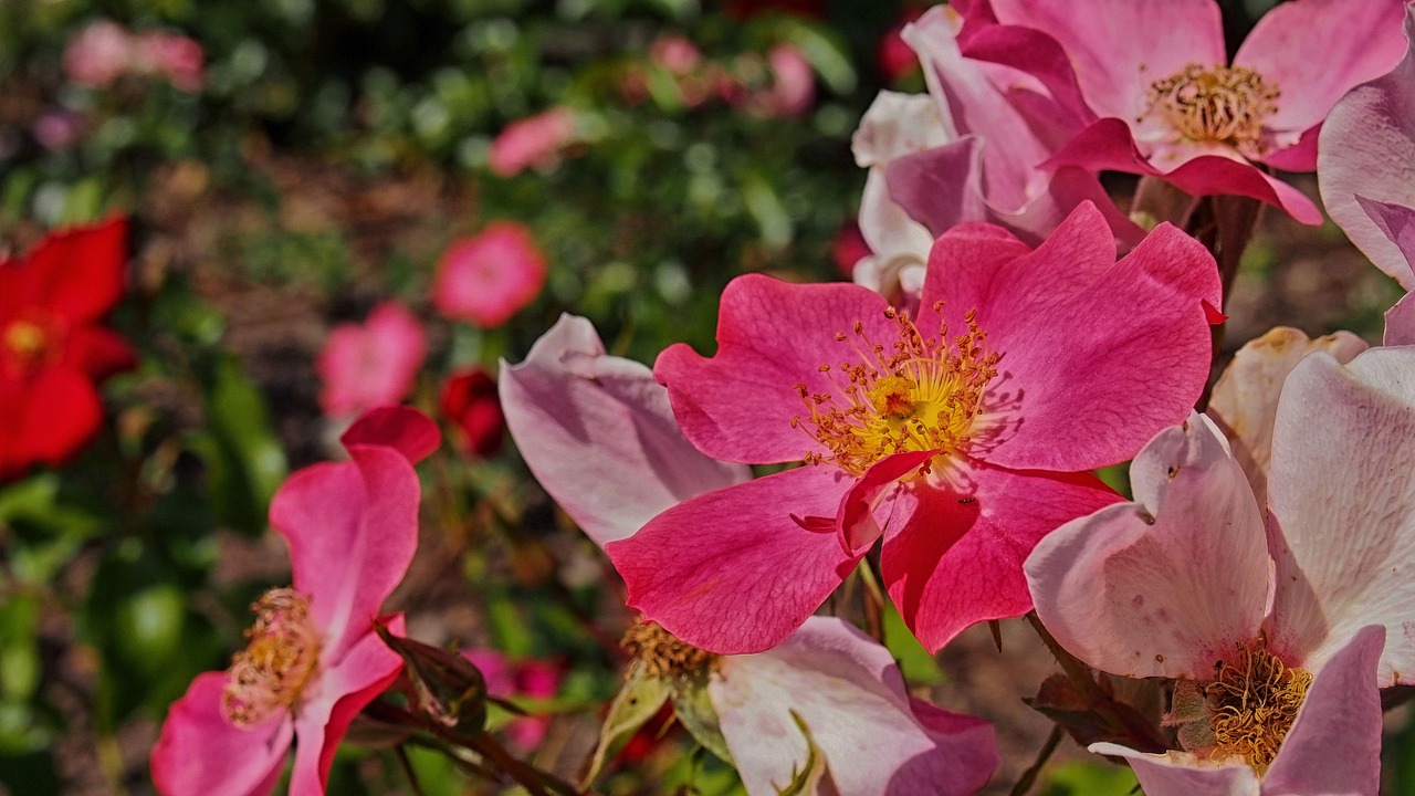 Image - rose flower rose flower rose petals