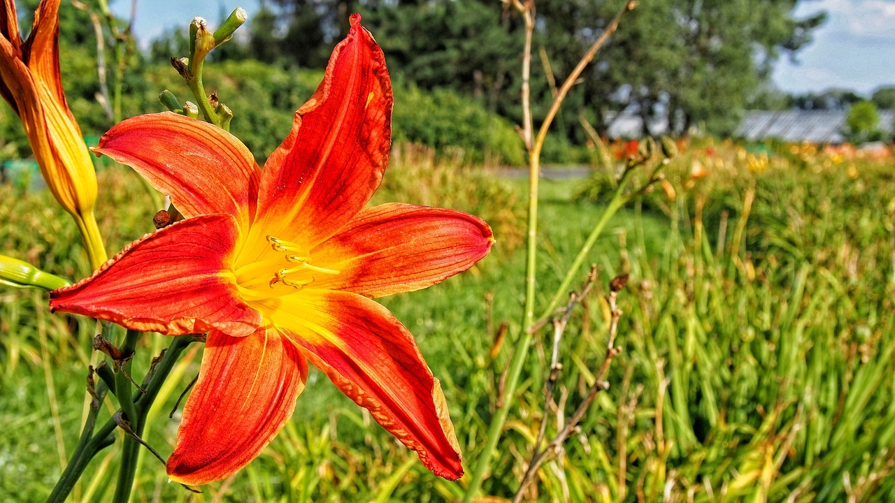 Image - flower blooms daylilies spring