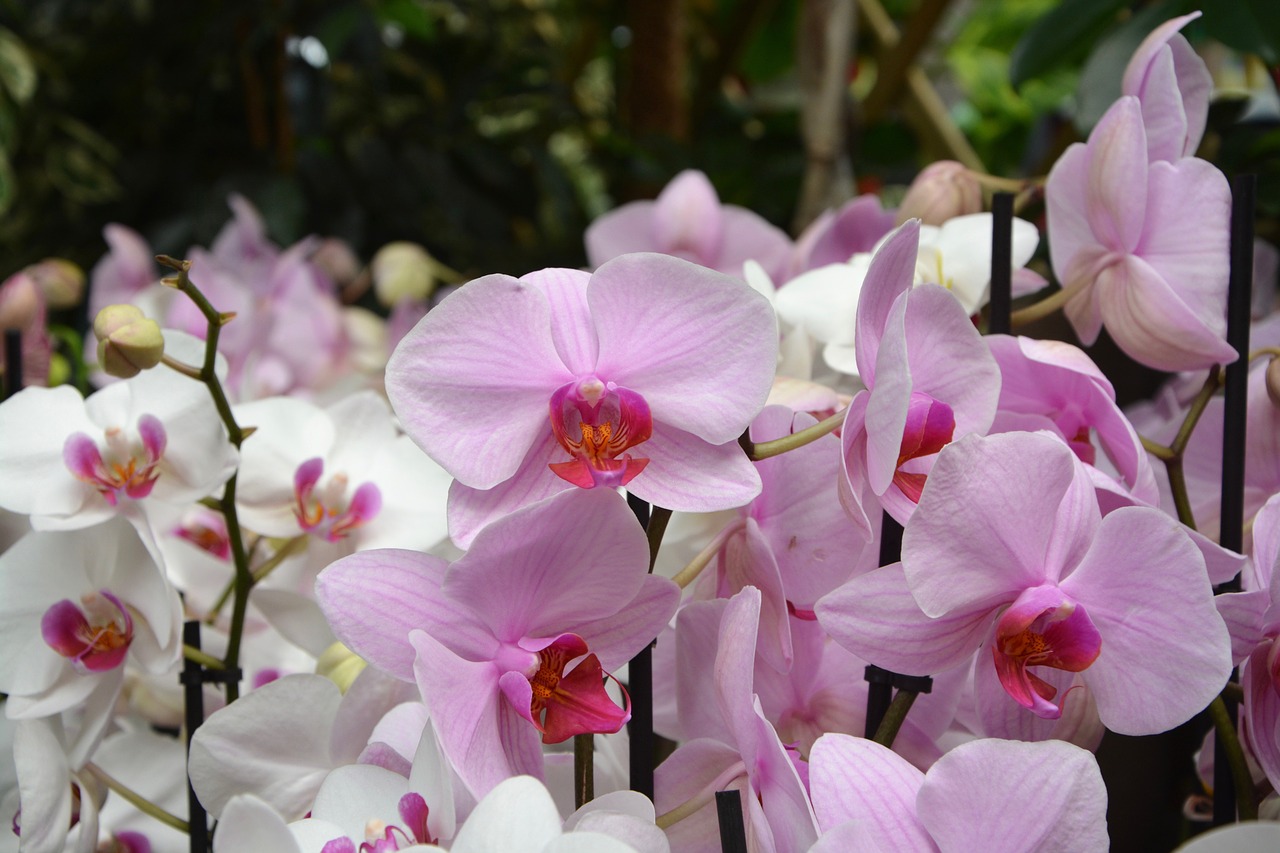 Image - flowers pink orchid decoration offer