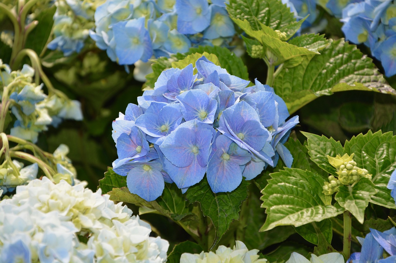 Image - hydrangea blue flower pretty garden