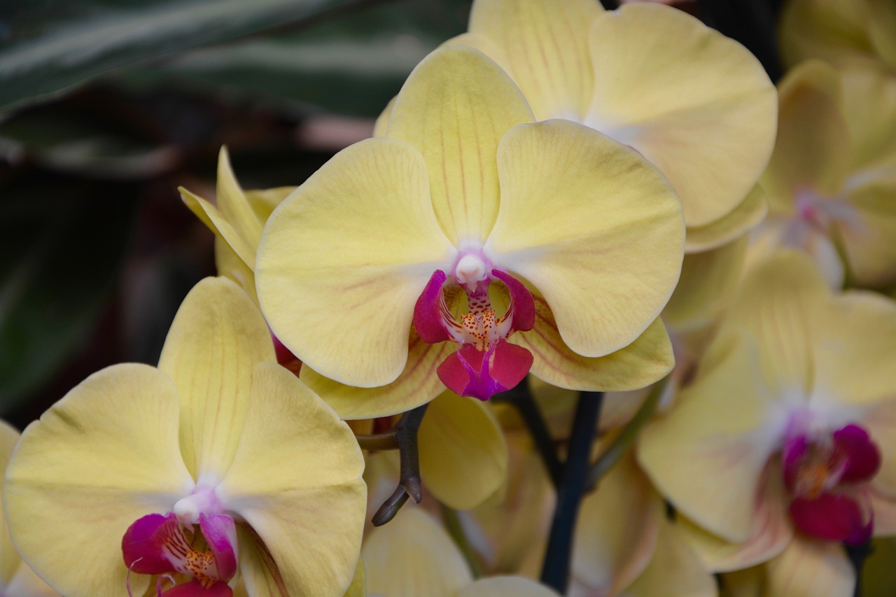 Image - flower yellow orchid gift offer