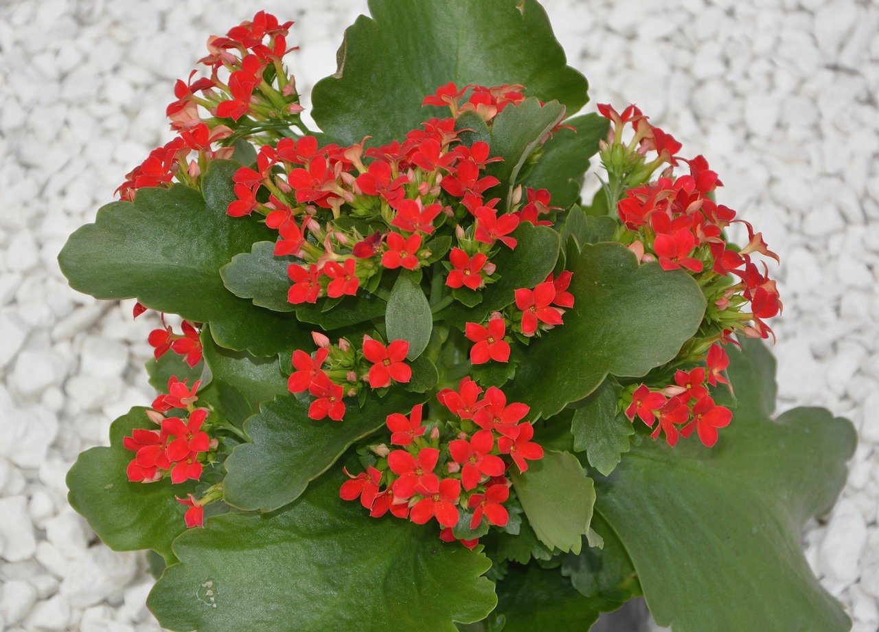 Image - flowers red flowers kalanchoe