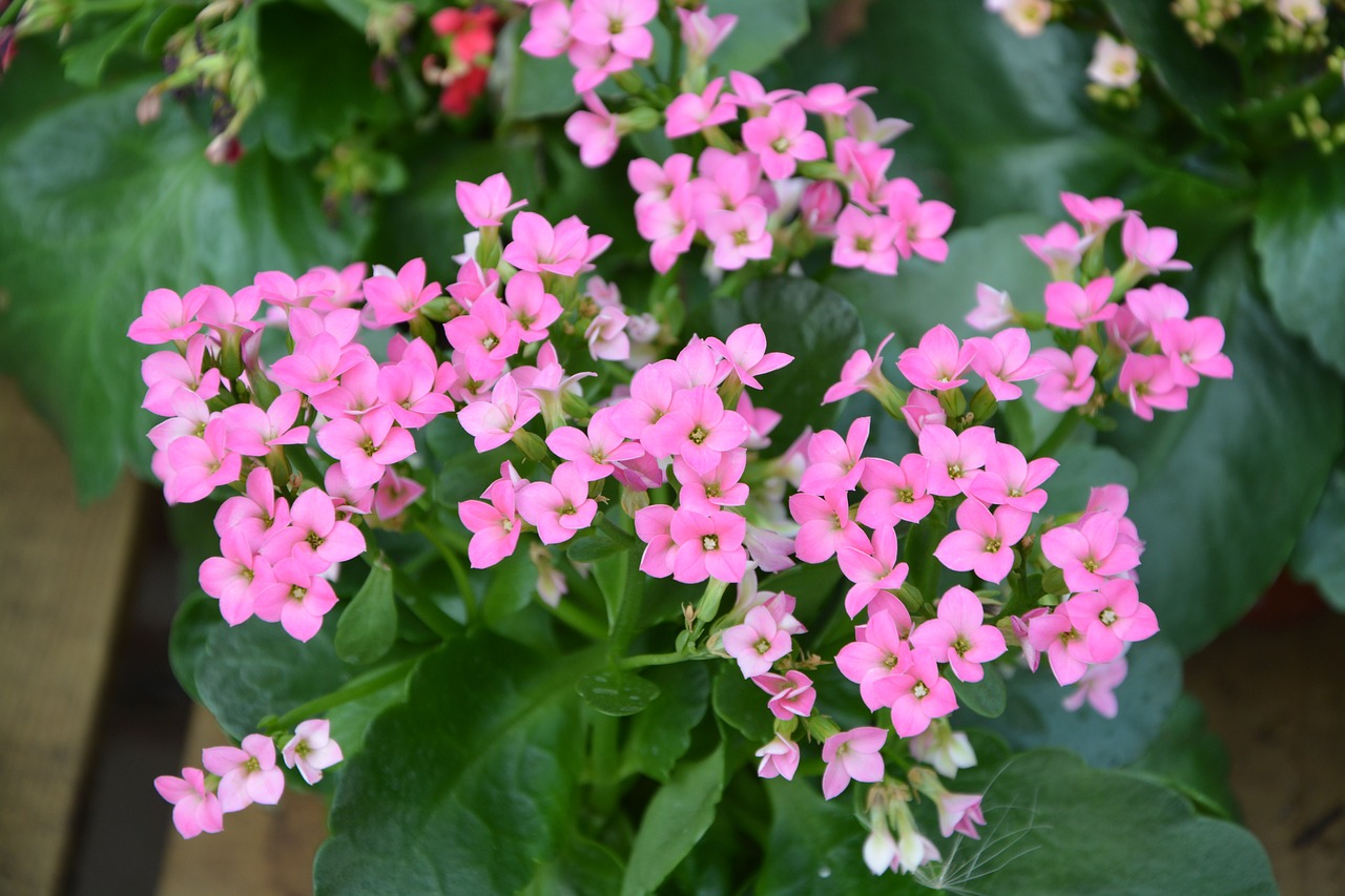 Image - flowers pink kalanchoe garden massif