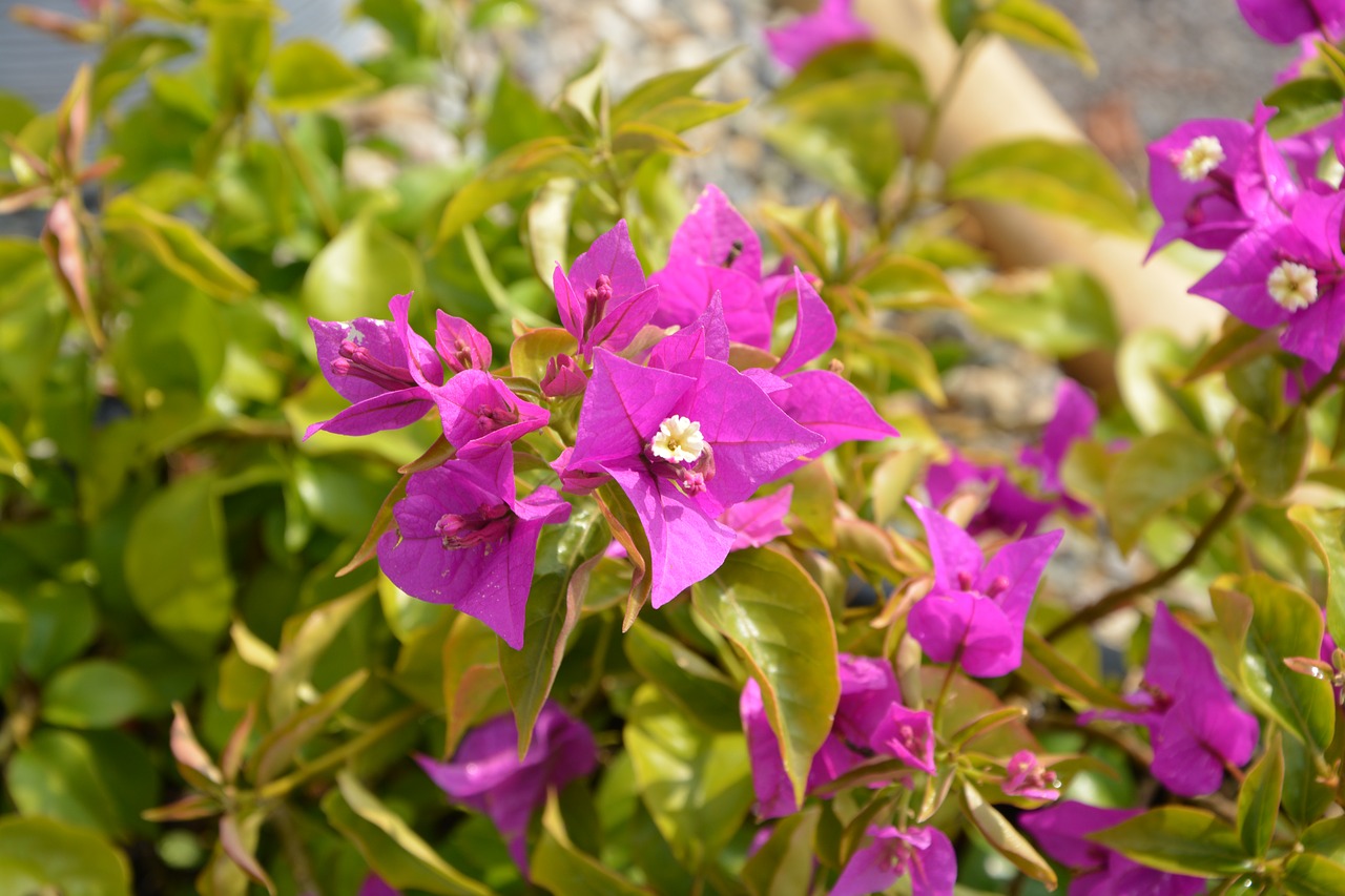 Image - flowers pink fuchsia nature petals