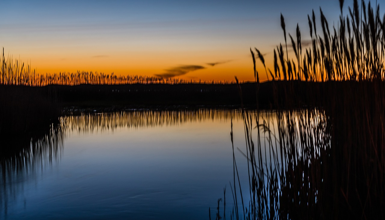 Image - frog swamp mississippi