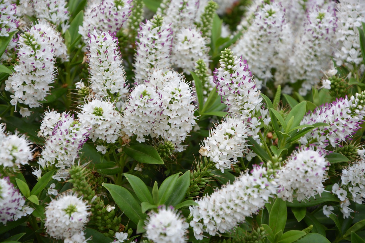 Image - flowers plant veronique white