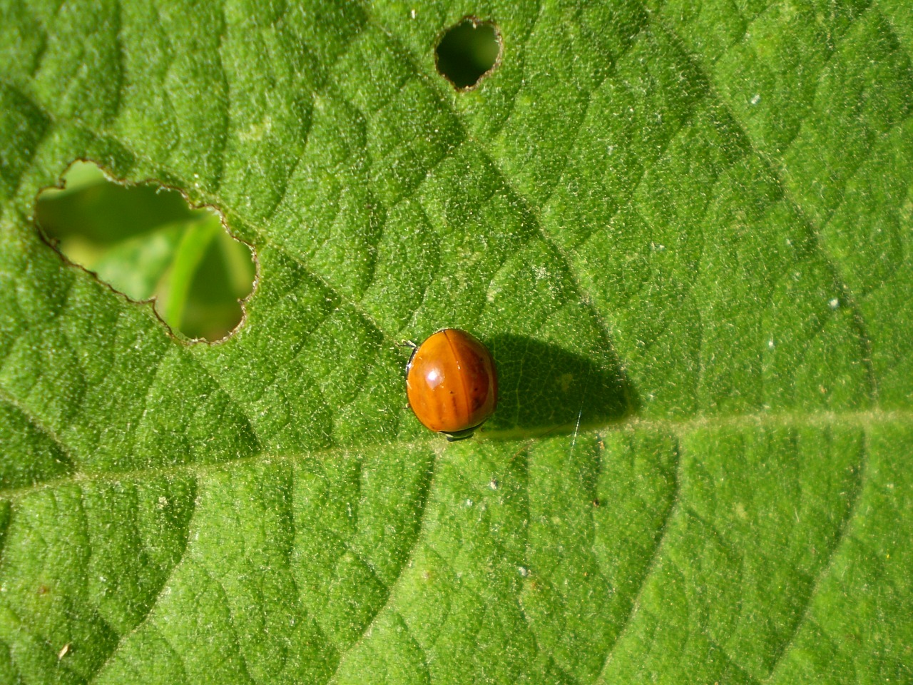 Image - bichito orange in the sheet green