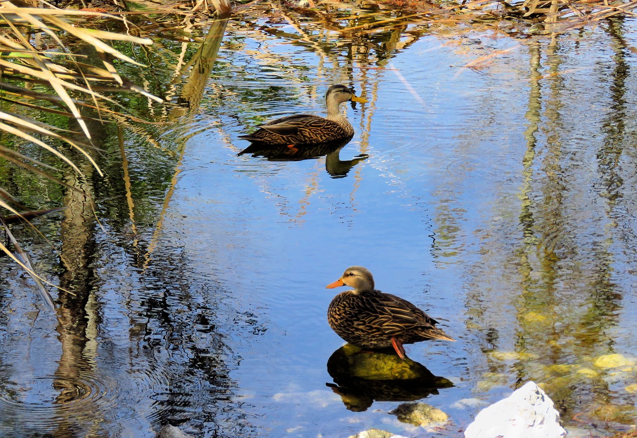 Image - duck ducks mottled ducks wild bird