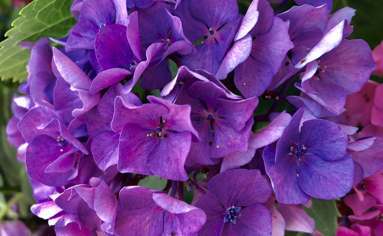 Image - flower hydrangea nature floral