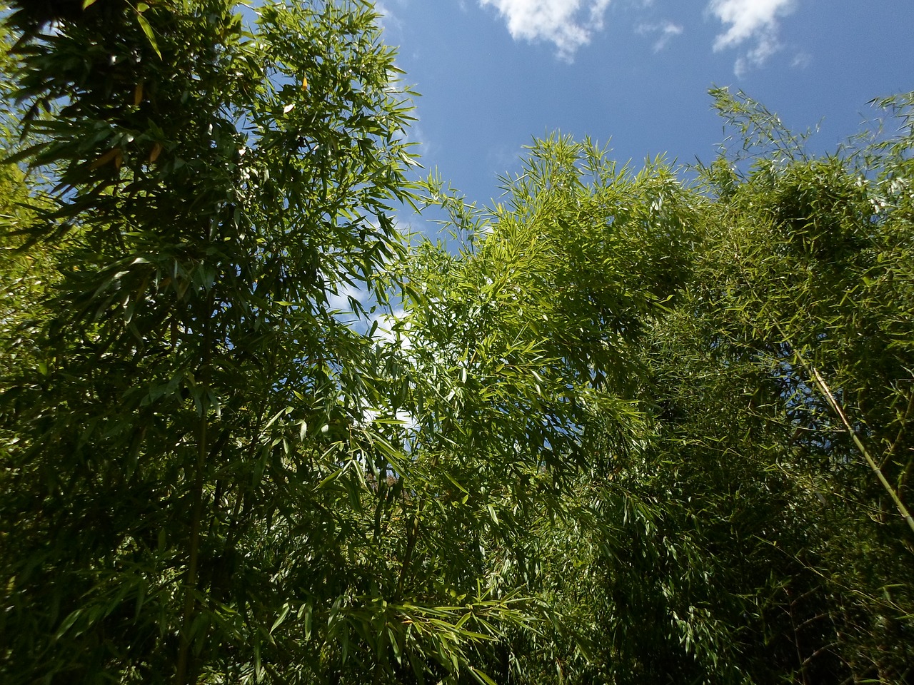 Image - bamboo foliage nature