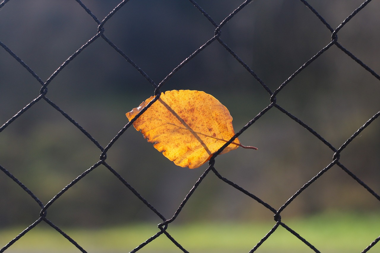 Image - autumn fall leaf fence wire