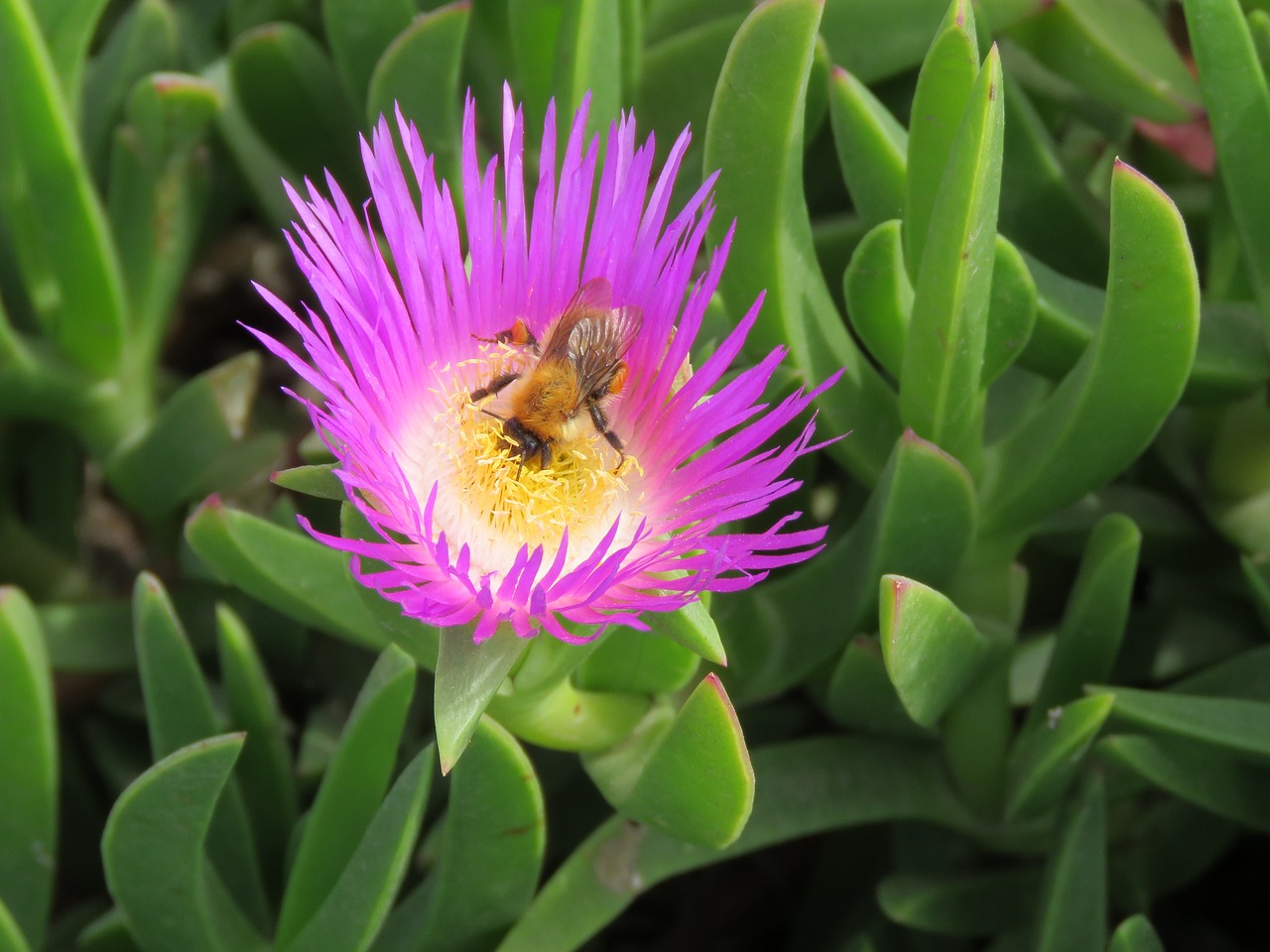 Image - flower bee forage plant pink