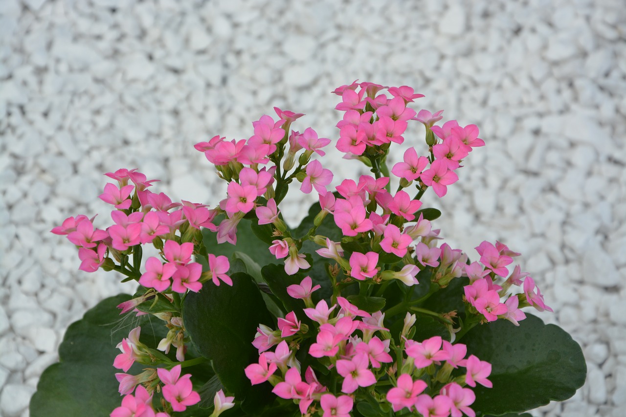 Image - pink flowers green leaves nature