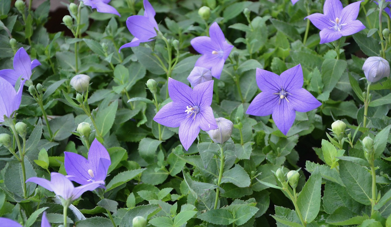 Image - flowers mallows plants green leaves