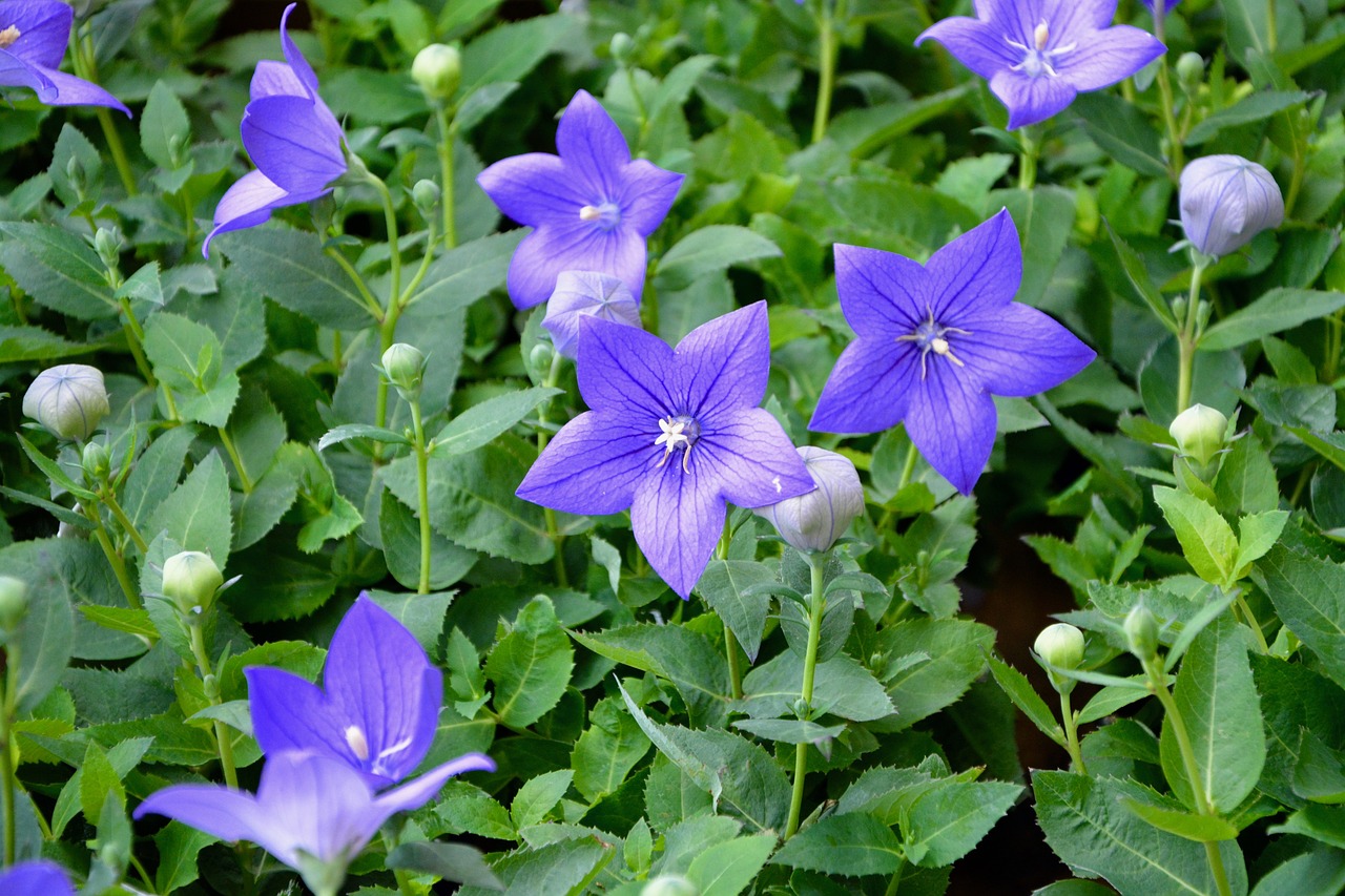 Image - flowers flowered green leaves