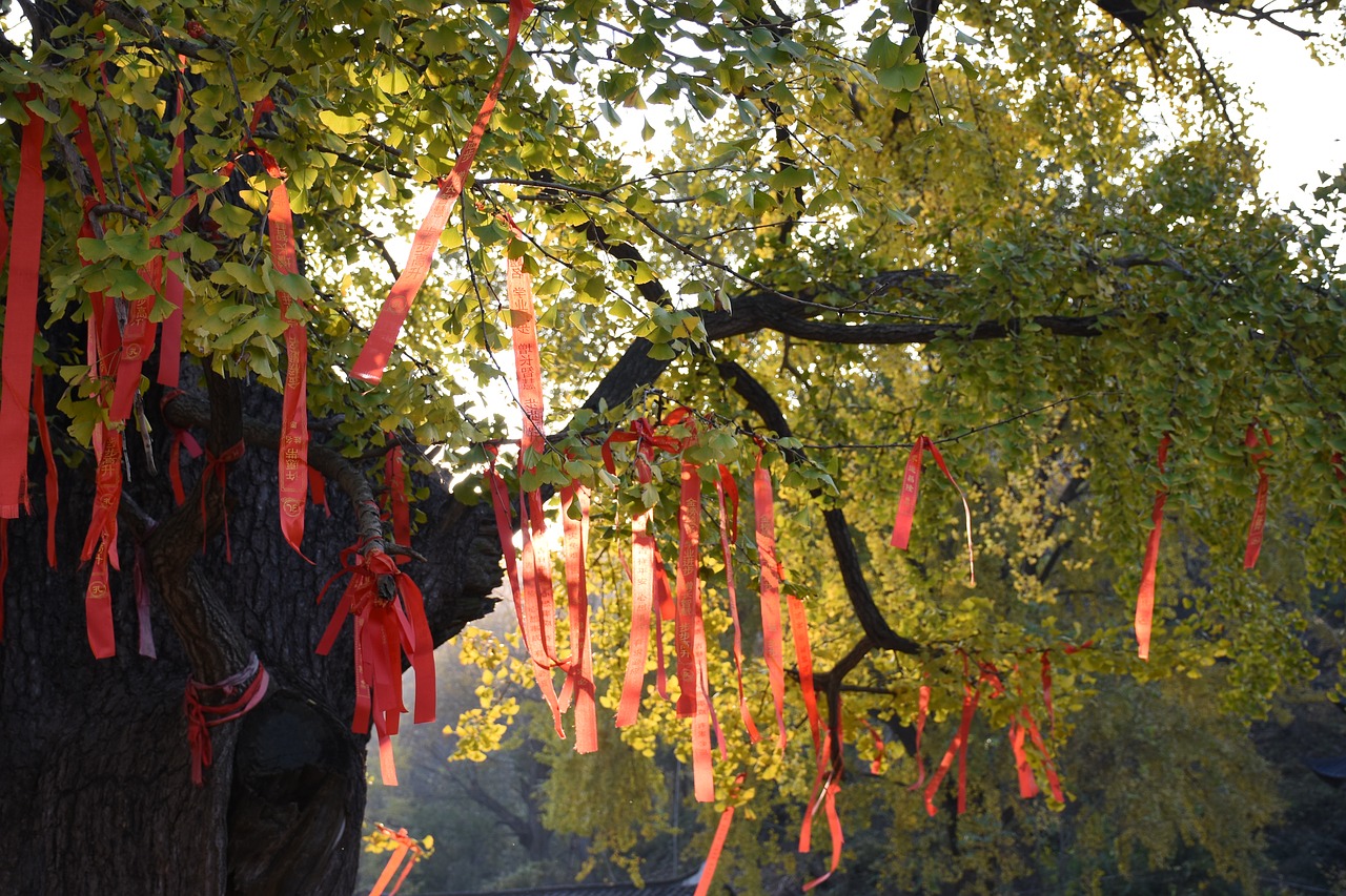 Image - ginkgo sunshine please sign