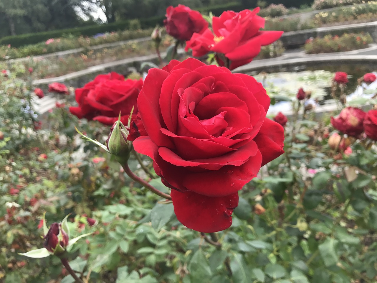 Image - roses thorns red flower nature