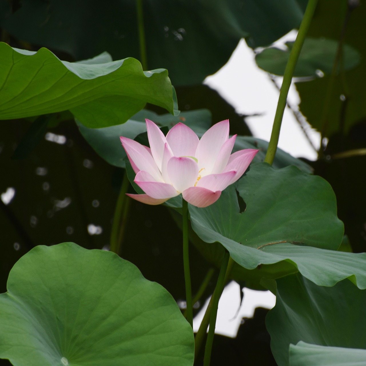 Image - lotus close up summer overlook