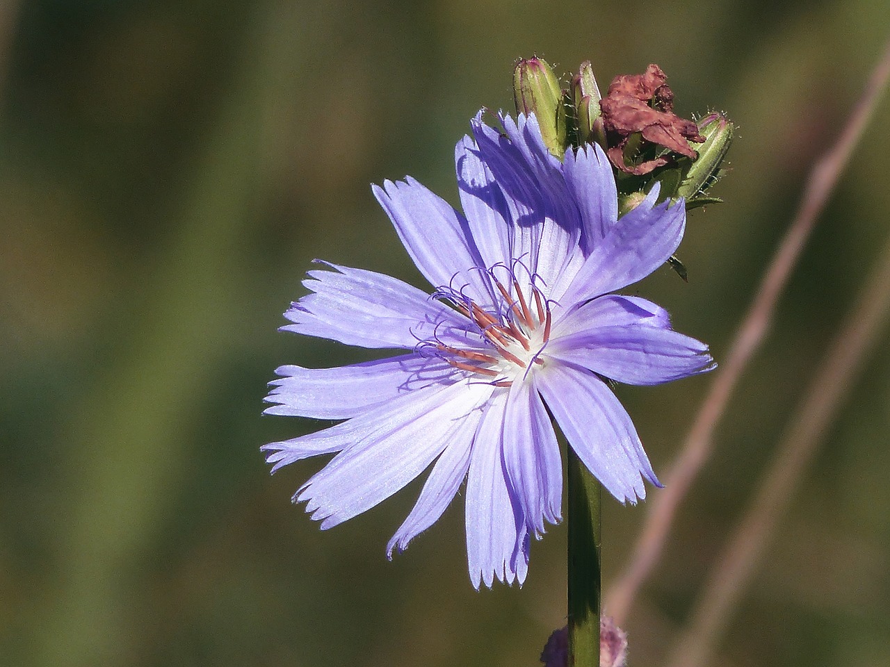 Image - wild flower pointed flower nature