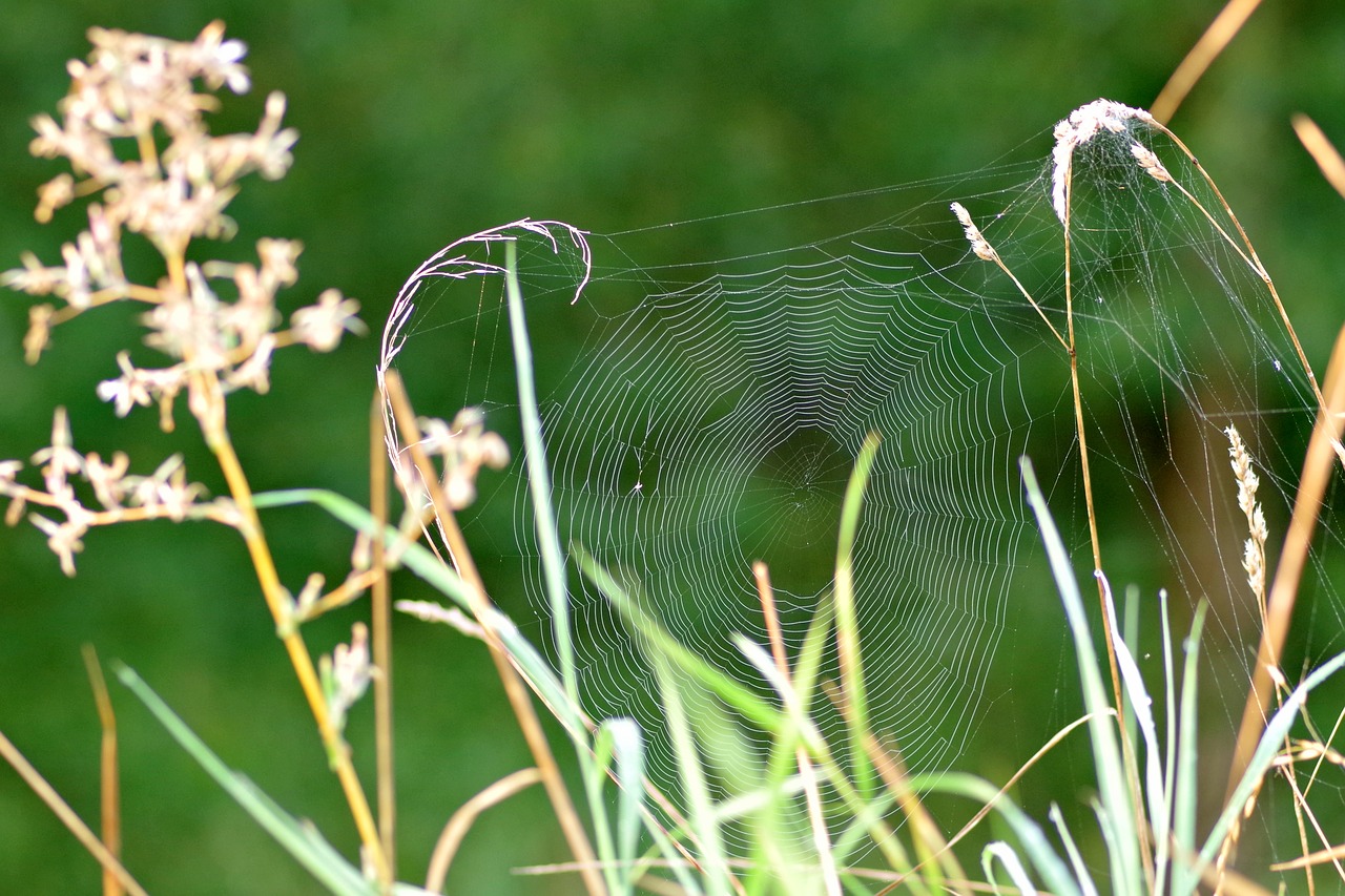 Image - cobweb grass spider nature morning