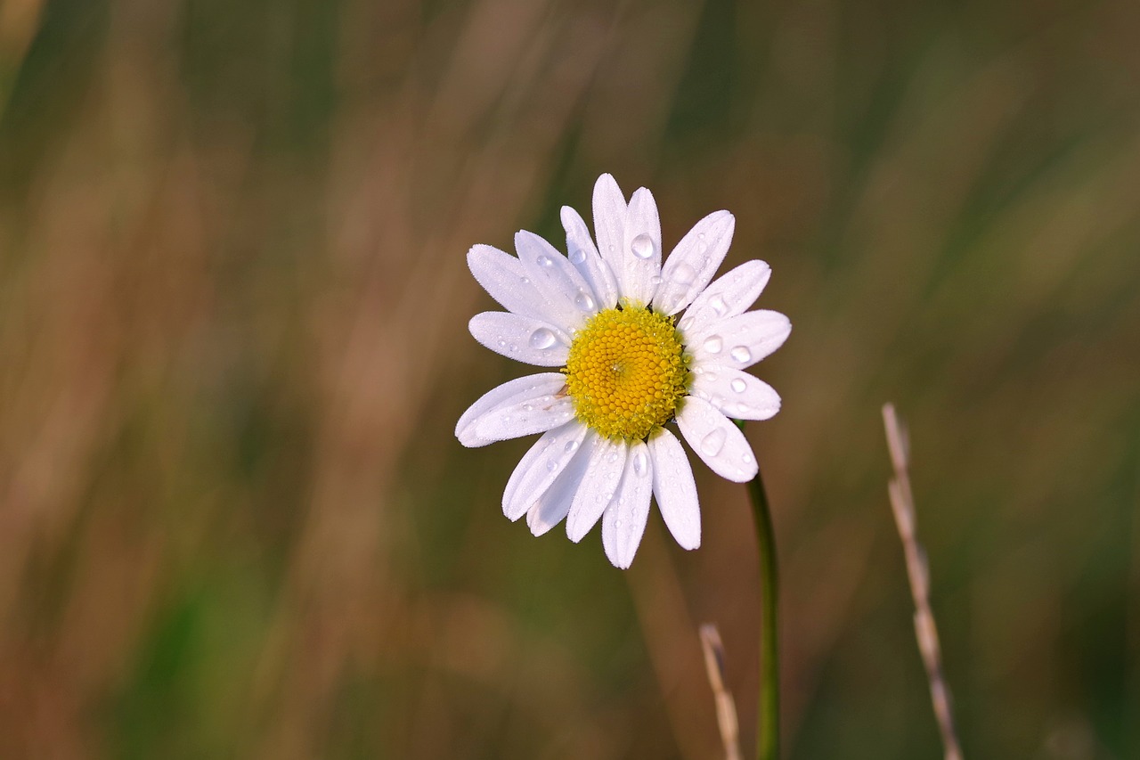 Image - daisy flower rosa drops summer