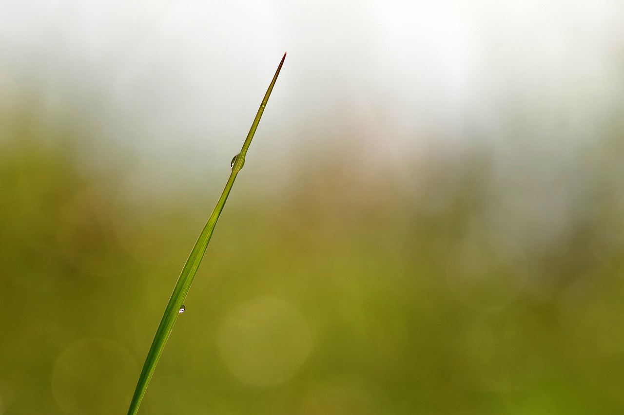 Image - blade grass a drop of rosa