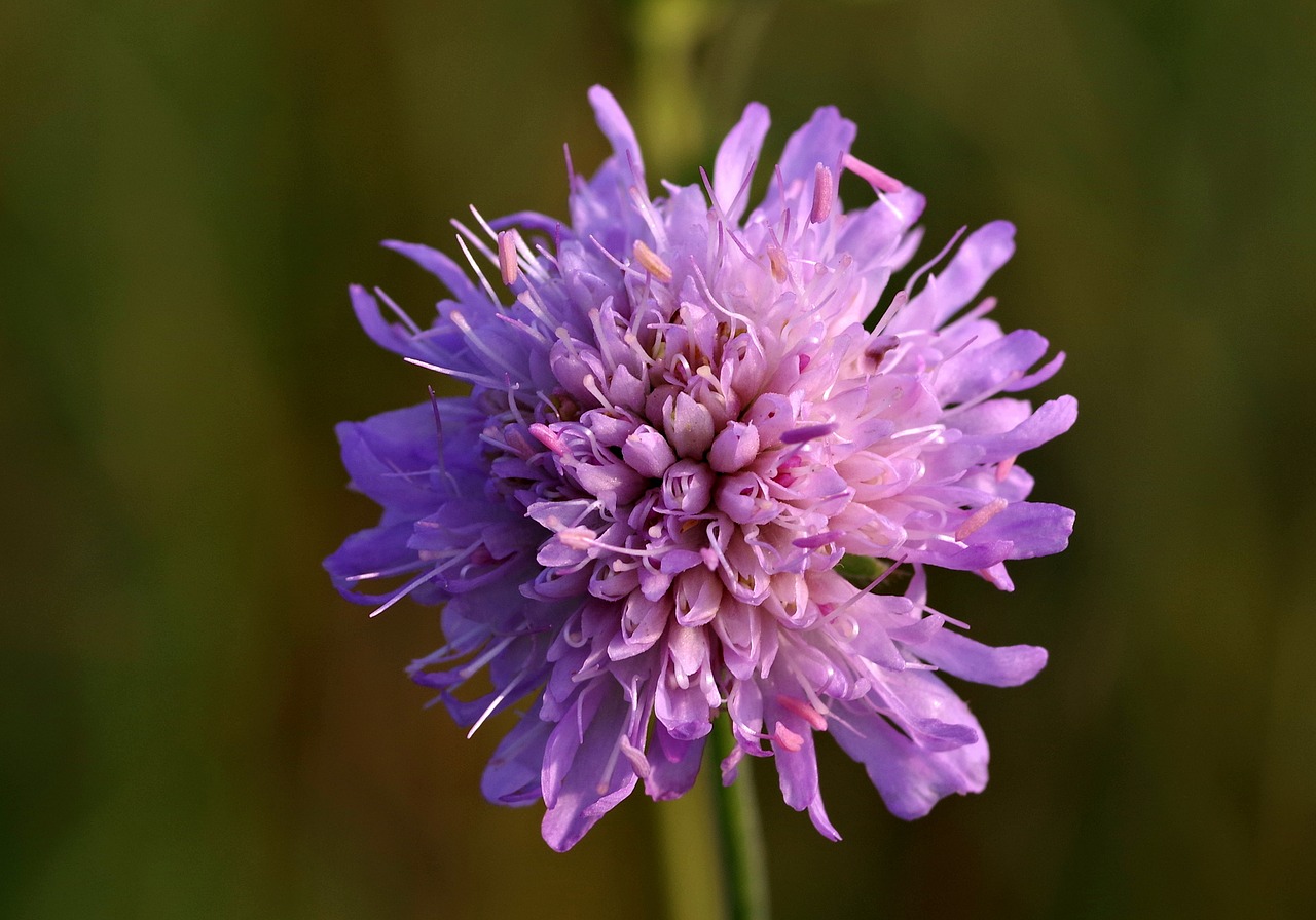 Image - violet single flower meadow