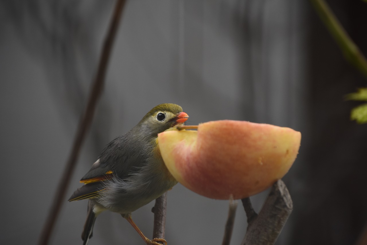 Image - birds animal apple close up parrot