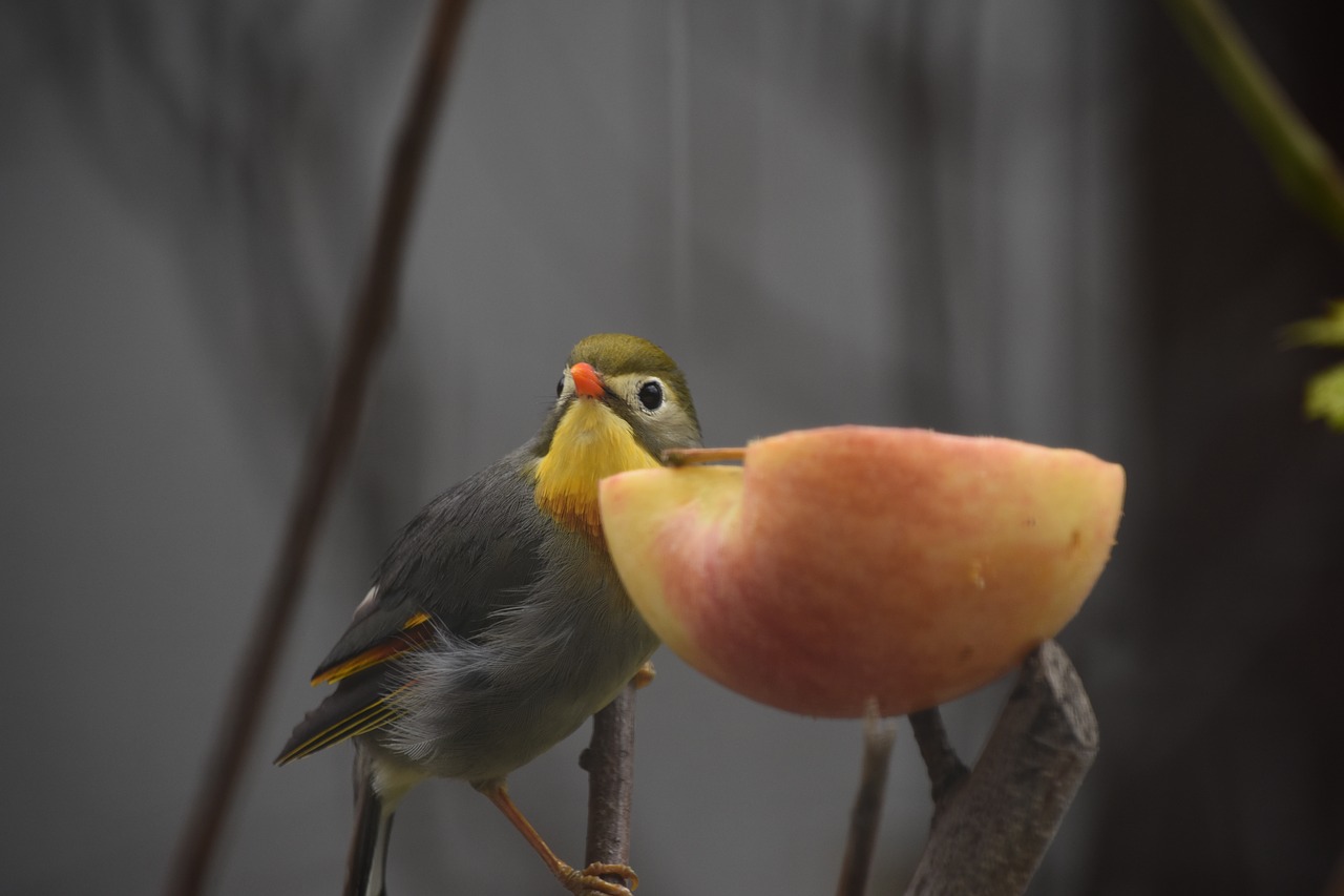 Image - birds animal apple close up parrot